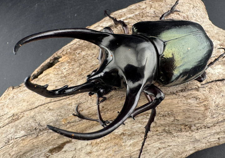 【WD】《ジャワコーカサスオオカブト 96.5mm ♂単》