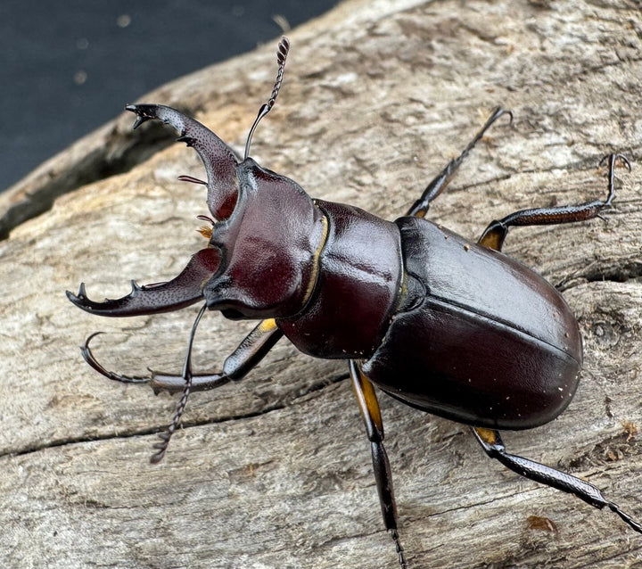 【WD】2021年新種《モーミヤマクワガタ 32mm ペア》