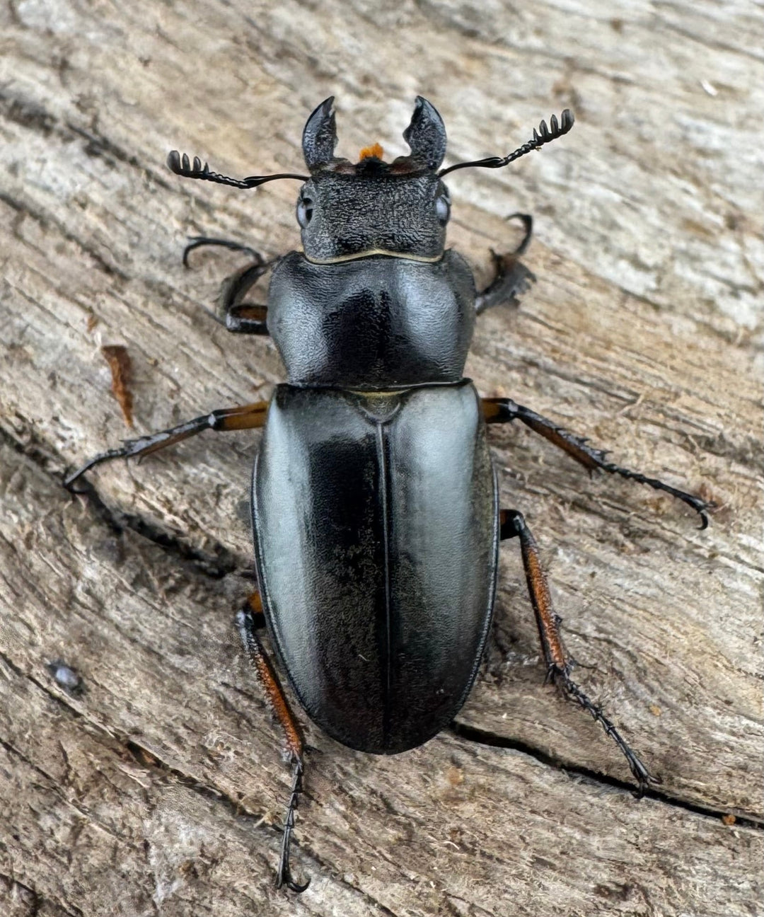 【WD】大型《ウーイーミヤマクワガタ 41.5mm ♂♀♀トリオ》