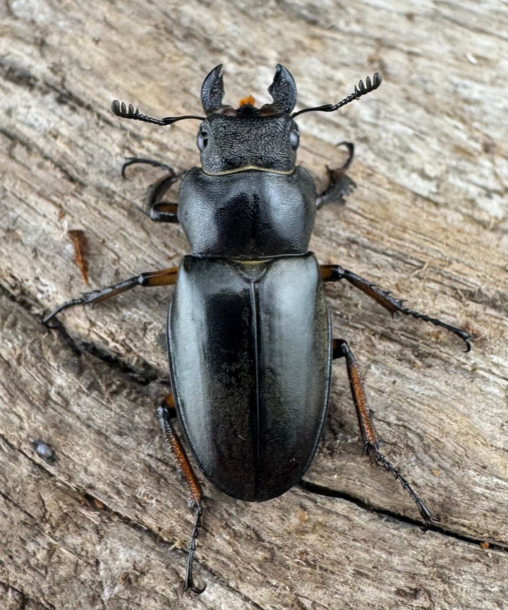 【WD】大型《ウーイーミヤマクワガタ 41.5mm ♂♀♀トリオ》