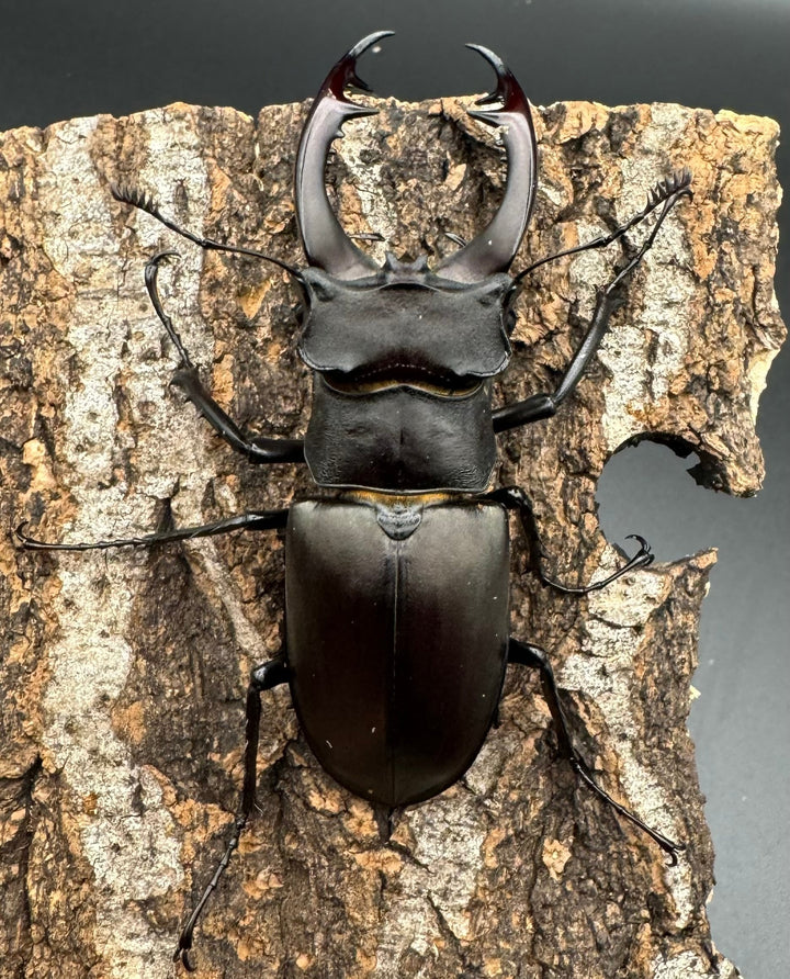 即ブリ《アクベシアヌスミヤマ 70mm ペア》