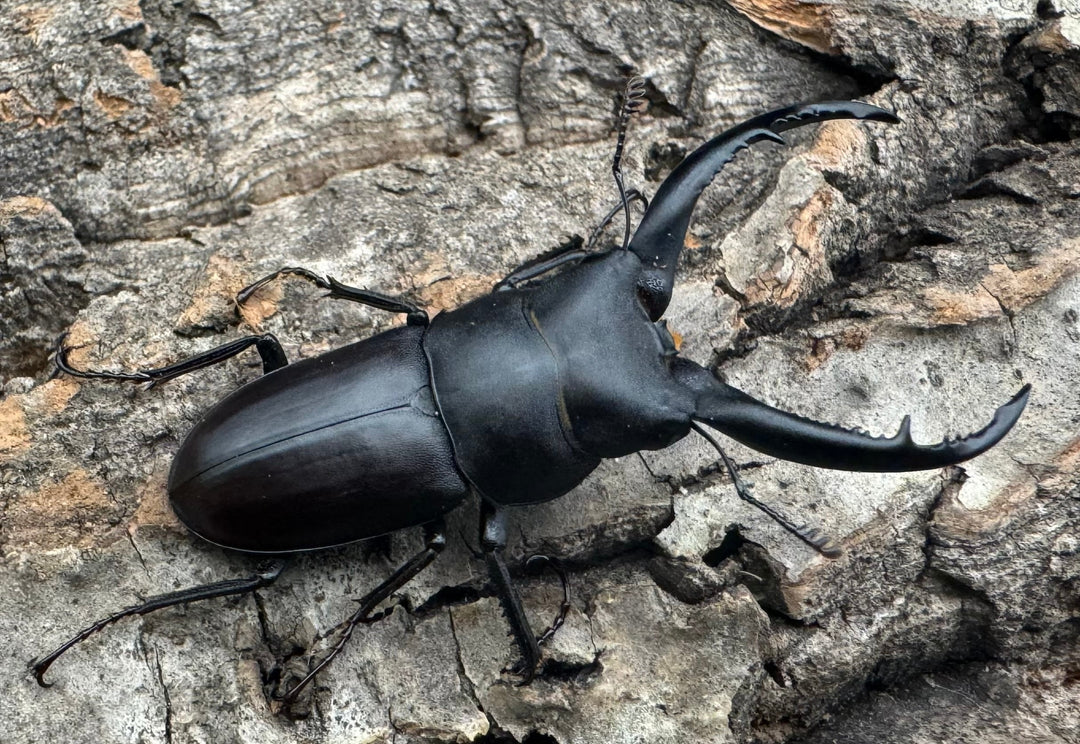 【WD】《グラキリスノコギリヒラタクワガタ 47.5mm ペア》