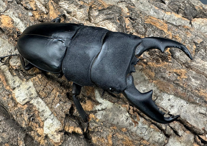 【WF1】即ブリ《マリンドッケヒラタ 89mm ペア》