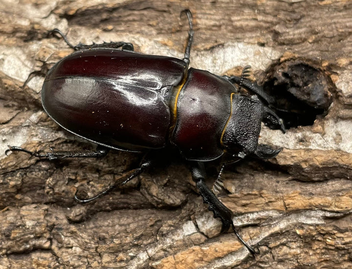 【WD】《フライミヤマクワガタ 73mm ペア》