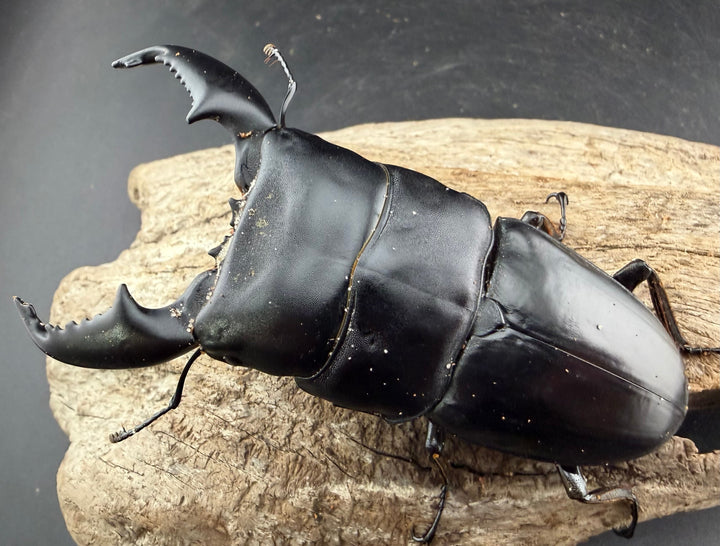 【WD】《スマトラオオヒラタ アチェ産 94mm ペア》