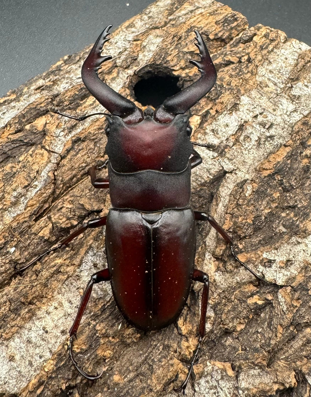 【WF1】《本土ノコギリクワガタ 八王子産 56.5mm ペア》