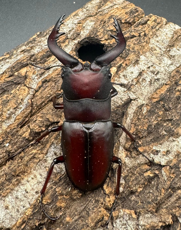 【WF1】《本土ノコギリクワガタ 八王子産 56.5mm ペア》