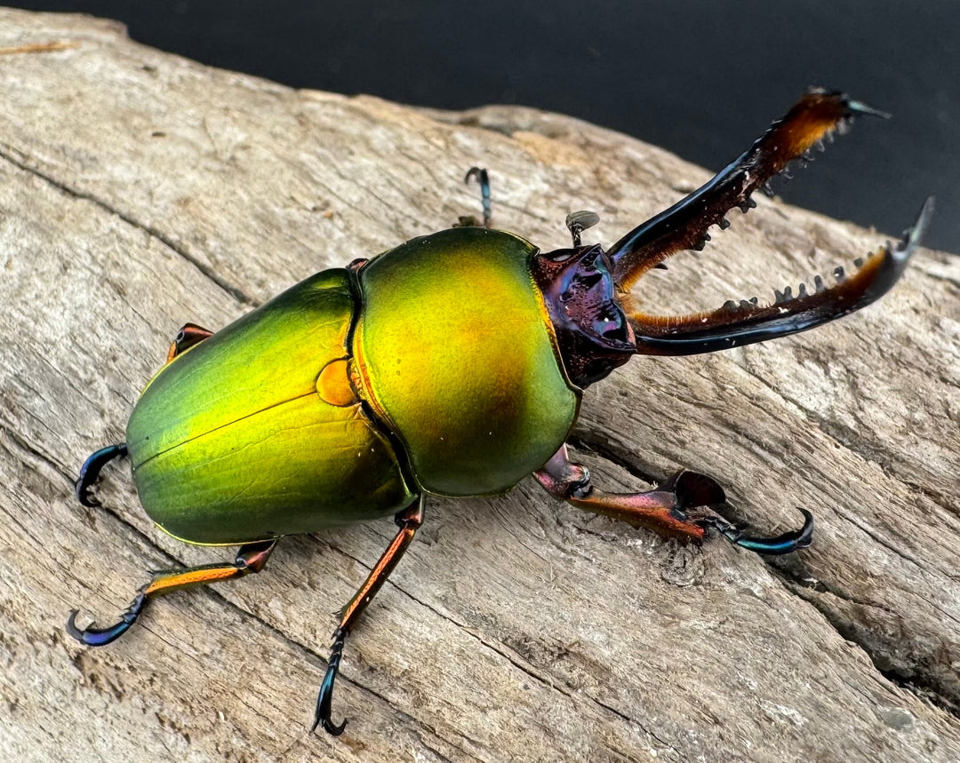 【WD】《パプアキンイロクワガタ アルファック産 41mm ペア》