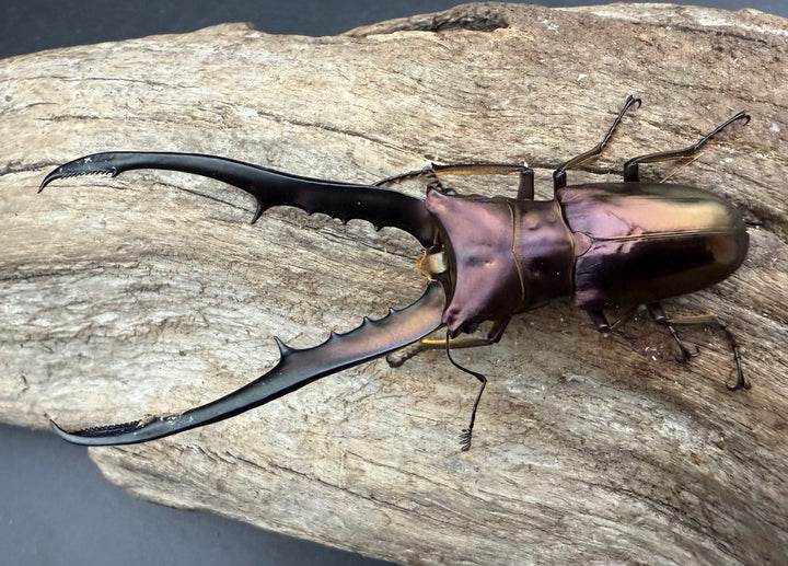 《メタリフェルホソアカ亜種フィナエ パープル系 81mm ペア》