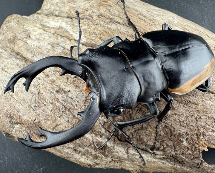 【WD】《クベラツヤ亜種sinensis バックカン産 87mm ペア》