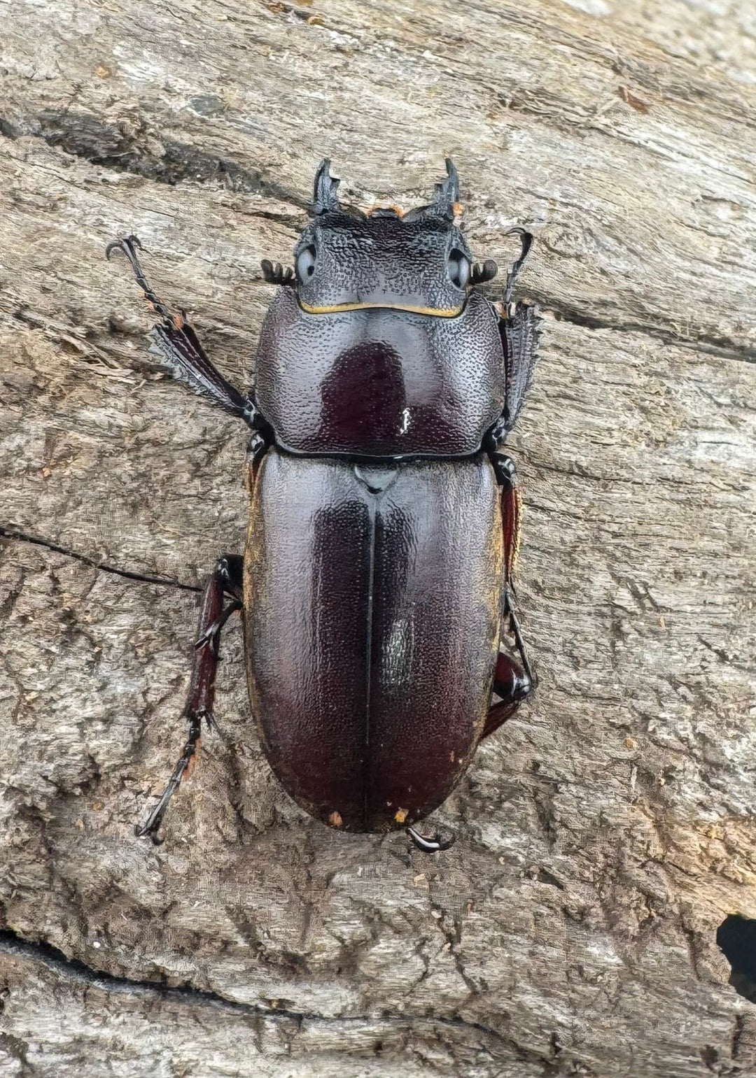 【WD】《ドエスブルグノコギリ亜種mkkiensis 57mm ペア》