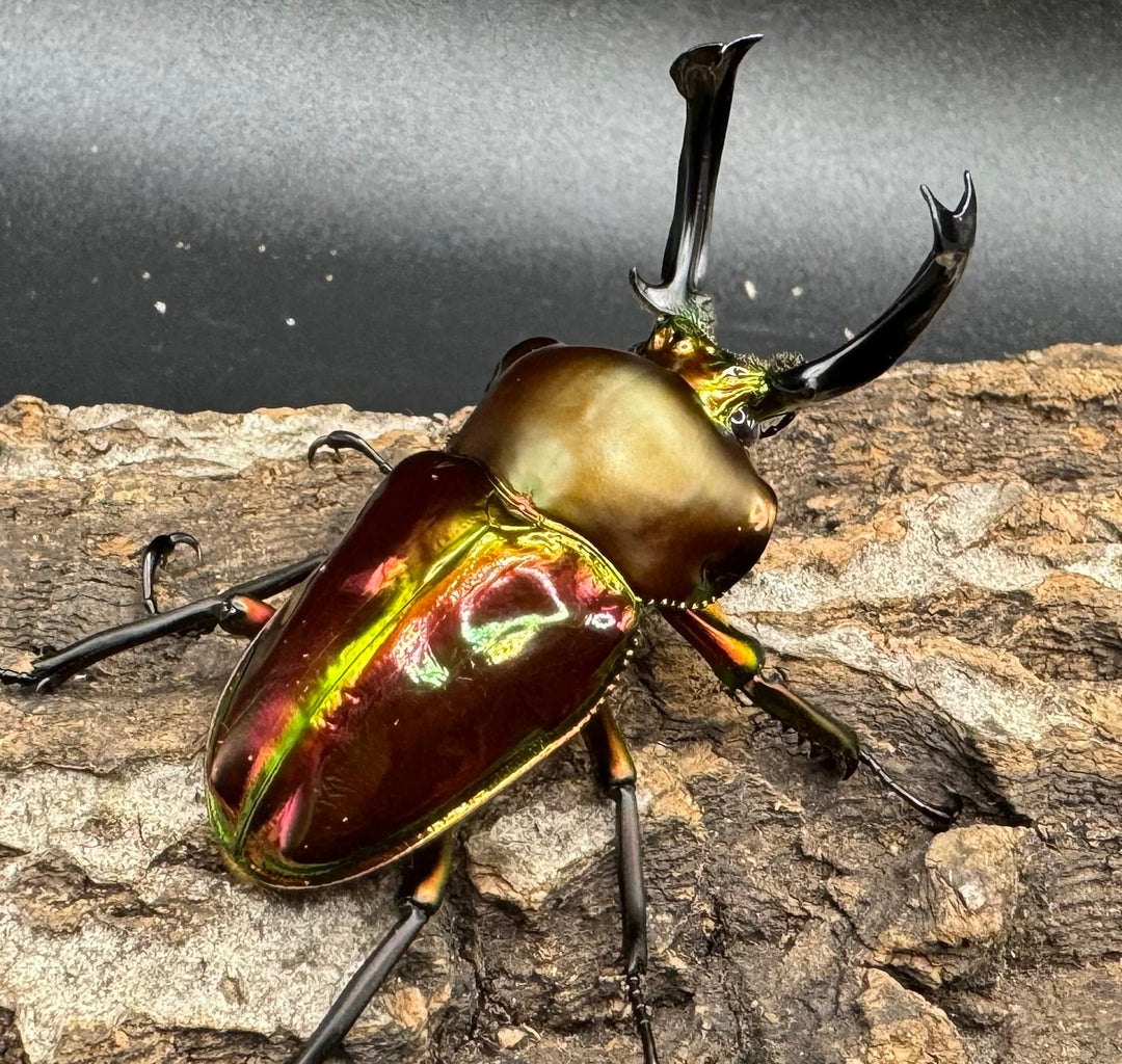 《ニジイロクワガタ 52mm ペア》