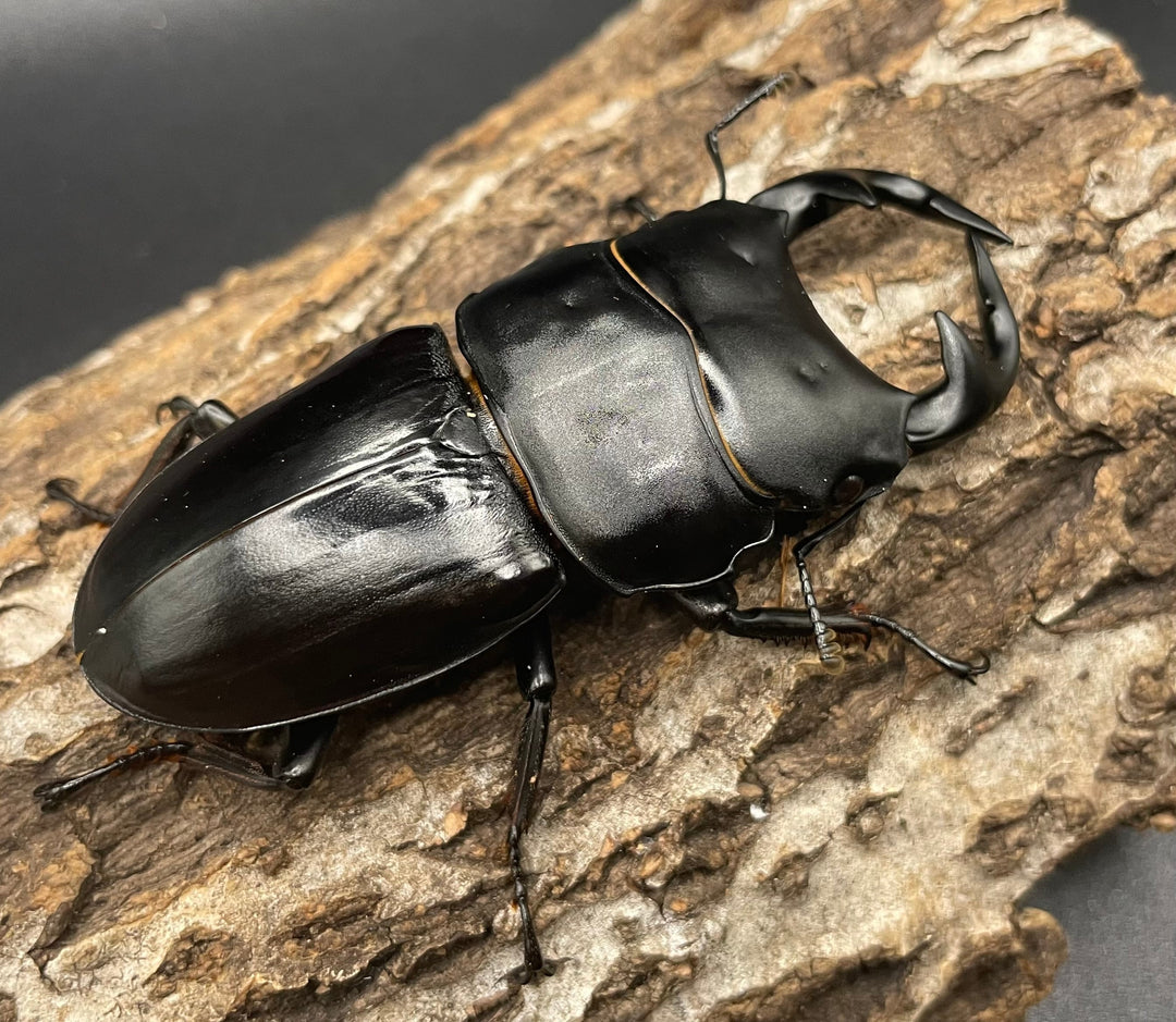 《インドグランディス亜種moriyai Garda95.0血統 80mm ペア》