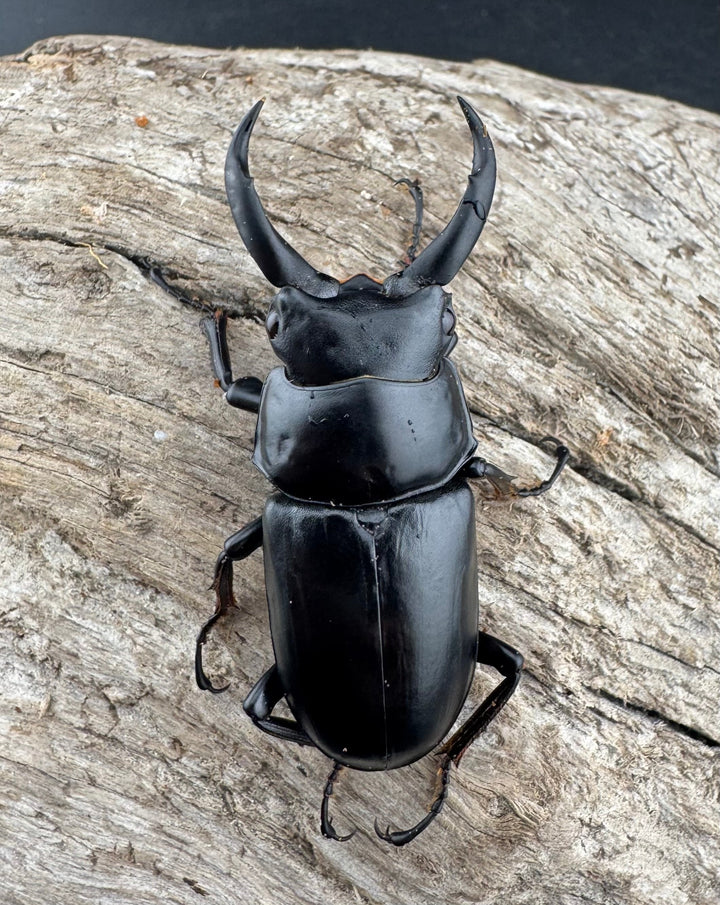 《ドンキエルコクワ亜種ハンプイ（黒ドンキ） 49mm ♂単》②