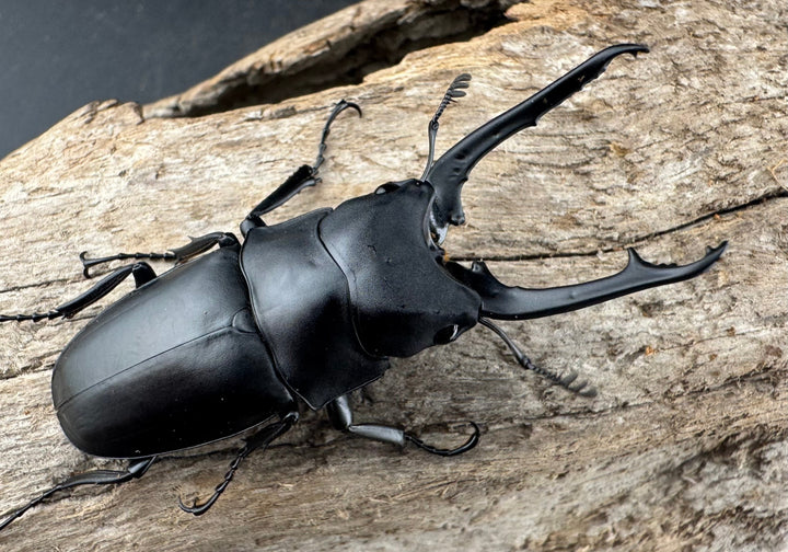 【WD】《ポレクトゥスノコギリクワガタ 海南省産 50mm ペア》