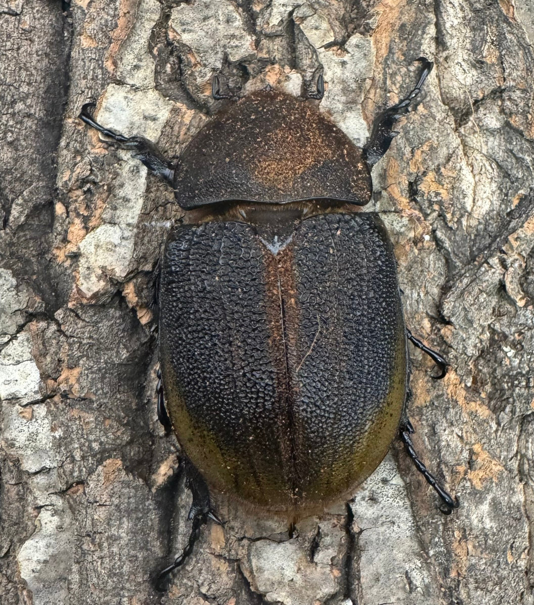 《ヘラクレス亜種オキシデンタリス 137mm ペア》