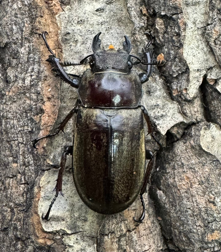 【WD】《チベットミヤマ原名亜種 51mm ペア》