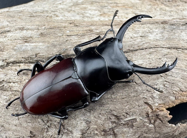 【WD】《アローコクワ原名亜種 臨滄市産 56mm ペア》