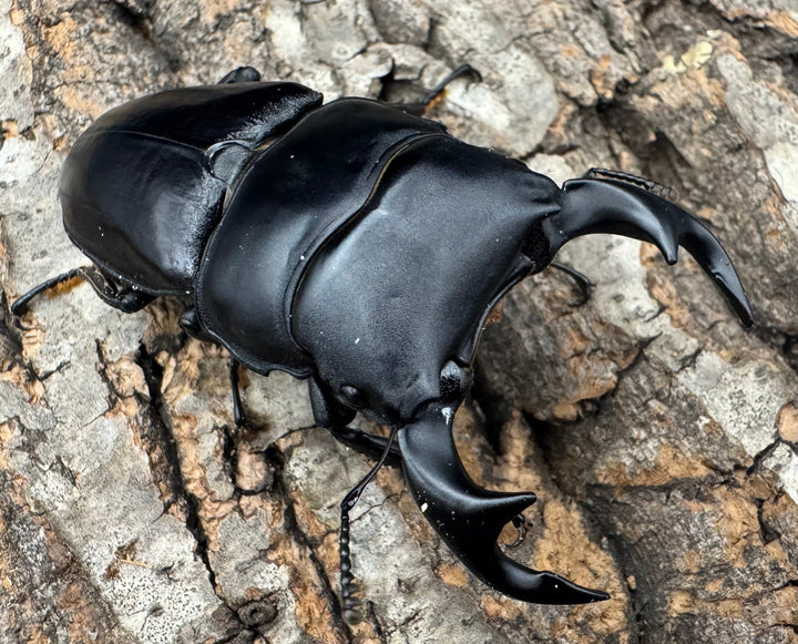 《タイワンオオクワガタ 72mm ペア》