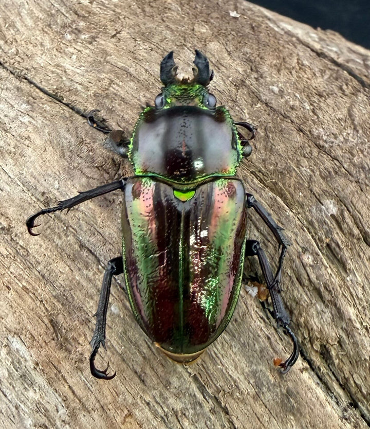 《ニジイロクワガタ 33.5mm ♂♀♀トリオ》