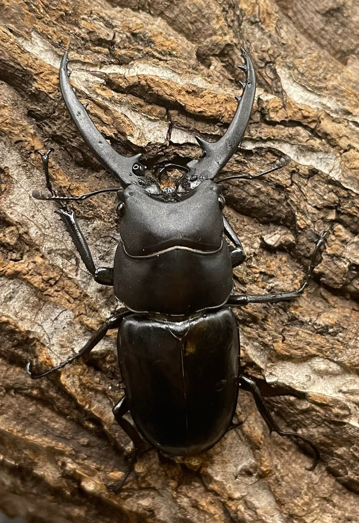 【WD】《フォルフィクラノコギリ（マルバネノコギリ） 55mm A’品ペア》