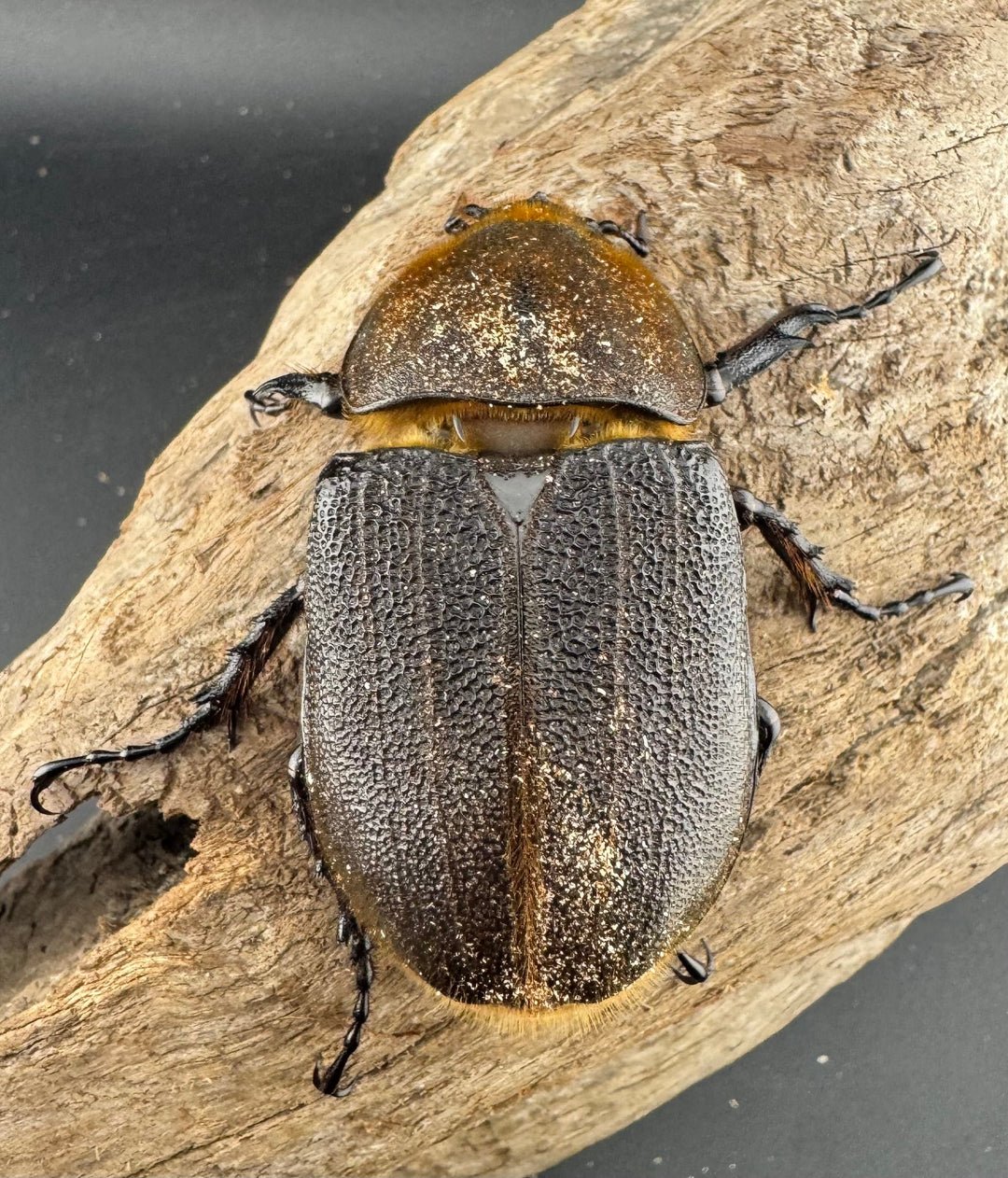 《ヘラクレス・ヘラクレス 135mm ペア》