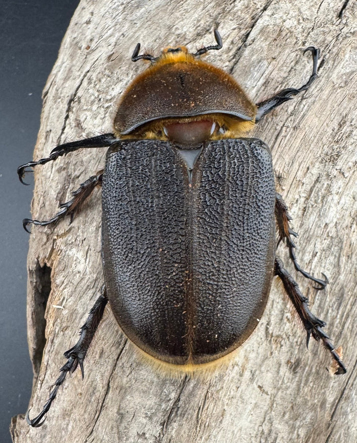 《ヘラクレス・ヘラクレス 131mm ペア》