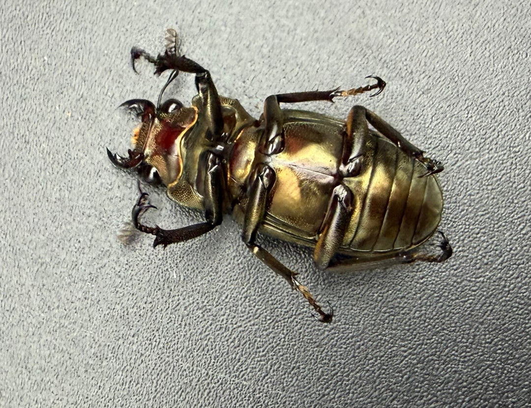 《メタリフェルホソアカ亜種サンギレンシス 68mm ペア》