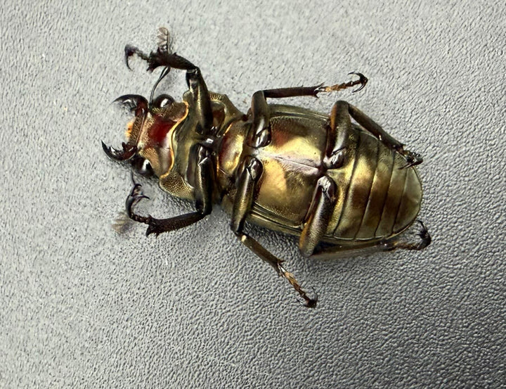 《メタリフェルホソアカ亜種サンギレンシス 68mm ペア》