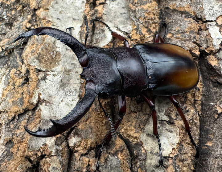 【WD】《パリーフタマタ亜種エロンガトゥス 62.5mm ペア》