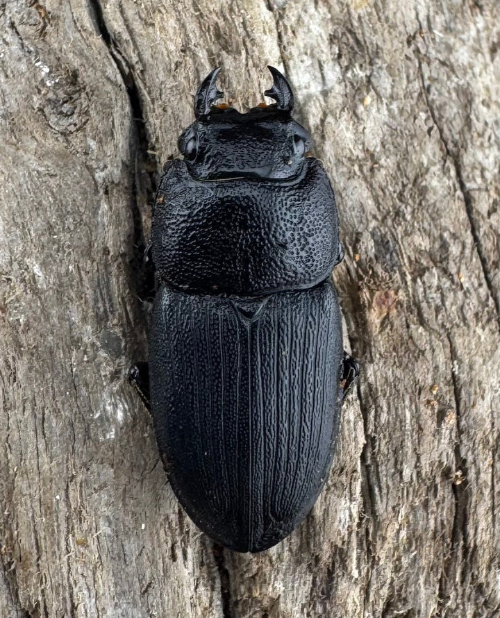 【WD】《プンクティペンニスネブト 40.5mm ペア》