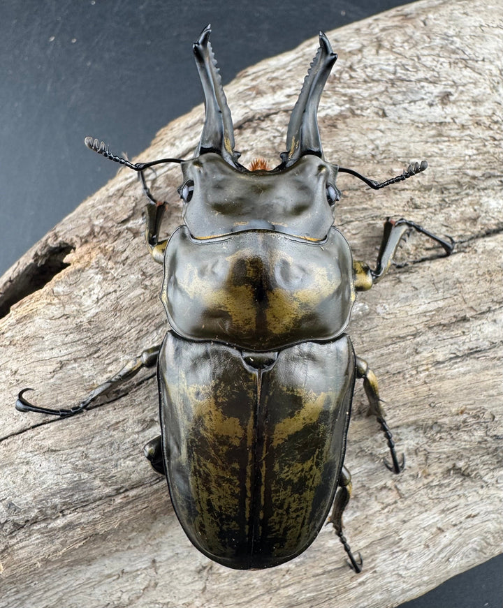 【F0】《ローゼンベルグオウゴンオニクワガタ 72mm ペア》