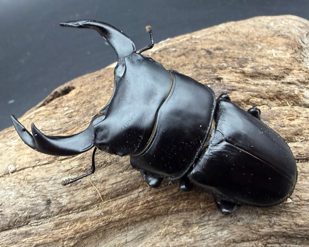 【アンバランス】《オオクワガタ 極太血統 66mm ♂単》