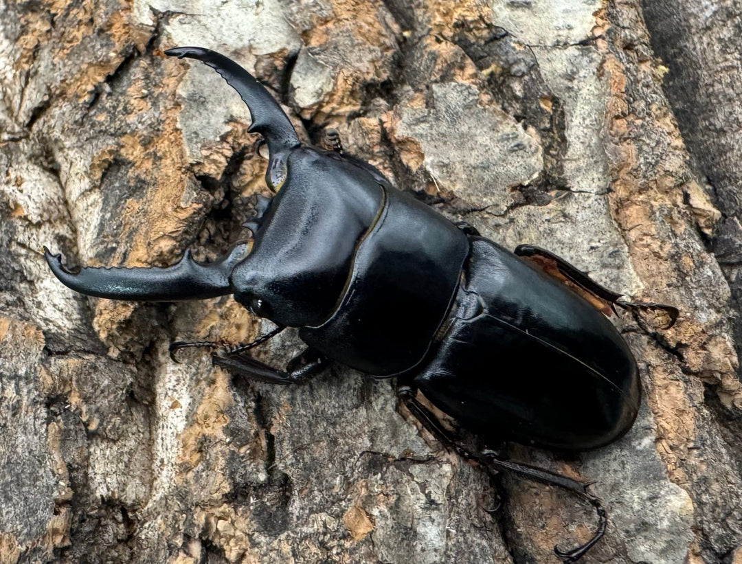 《ツシマヒラタクワガタ 51.5mm ♂単》