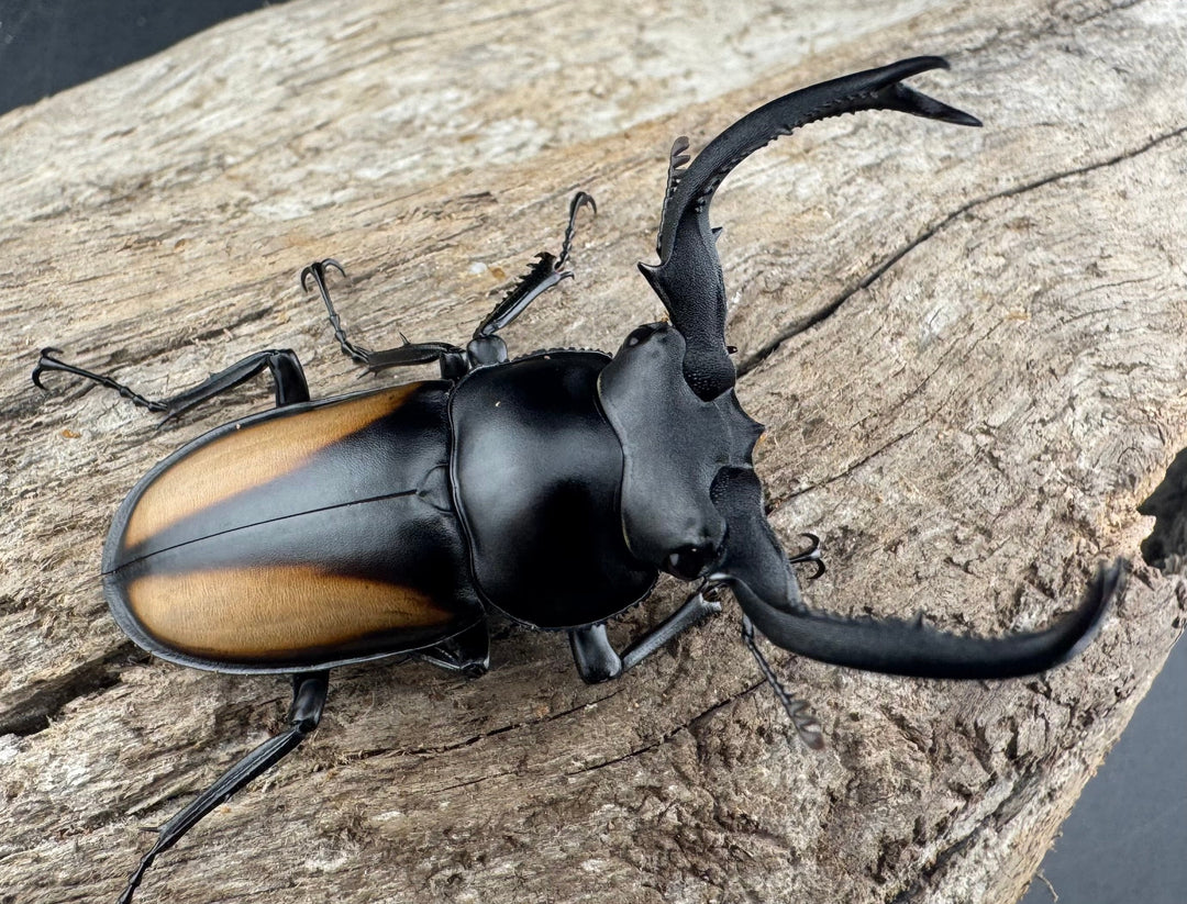 【WD】《ボイレアウシカ 50mm ペア》