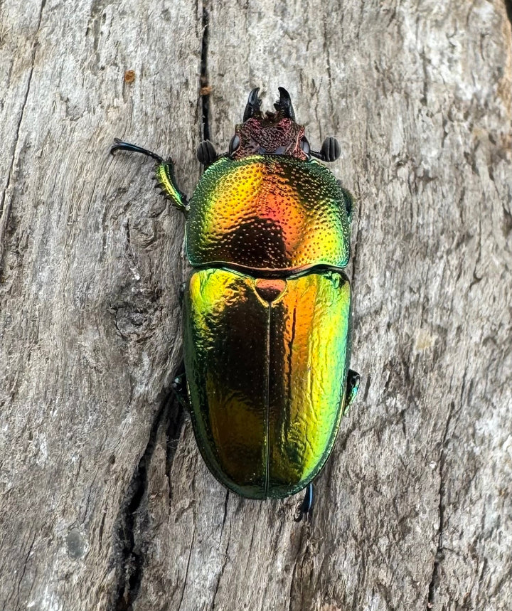 【WD】《パプアキンイロクワガタ アルファック産 22.5mm ♀単A’品》