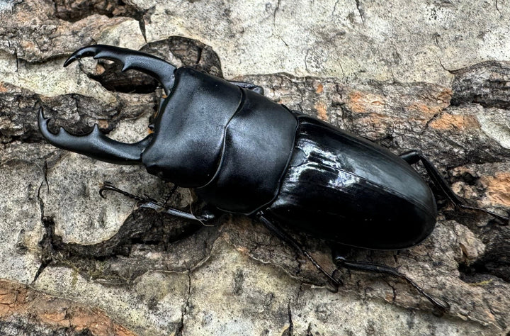 【WD】《ドルクス リンウェンシン 45mm ペア》