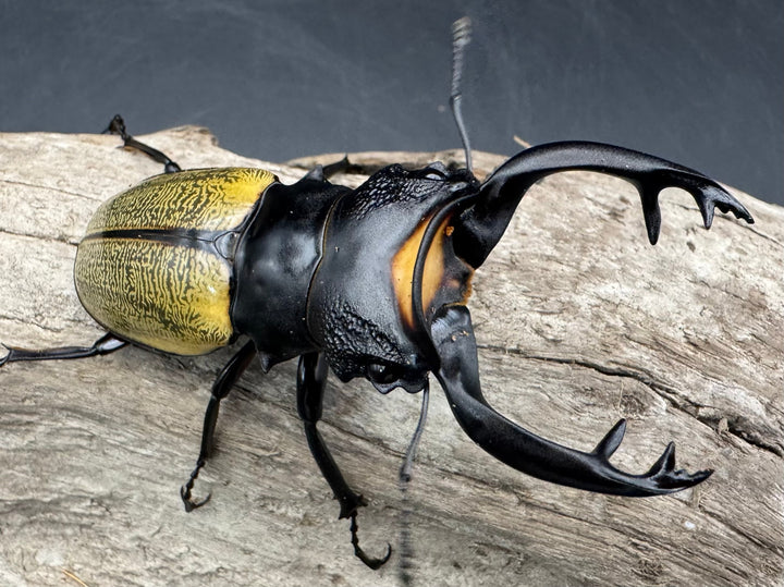 【WD】《スペクタビリスツヤクワガタ 73.5mm ペア》