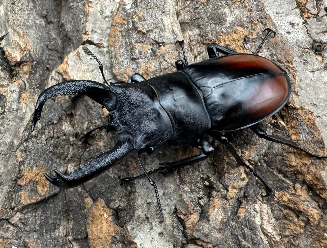 《サヌチフタマタ 65mm ペア》Moro氏ブリード個体