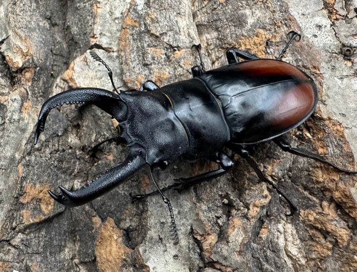 《サヌチフタマタ 65mm ペア》Moro氏ブリード個体