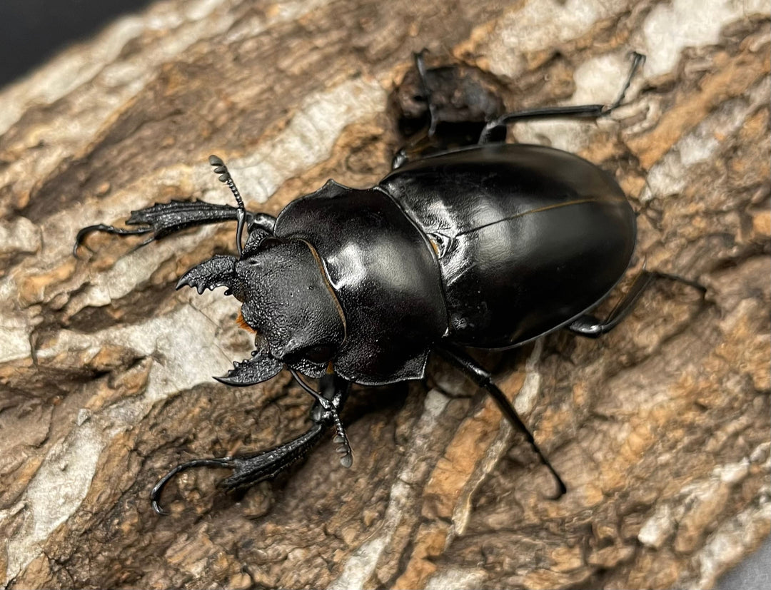 【WD】大型《アルケスツヤクワガタ 93mm ペア》