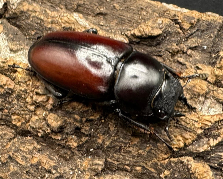 【WD】《チベット産 ドンキエルコクワ原名亜種 51mm ペア》