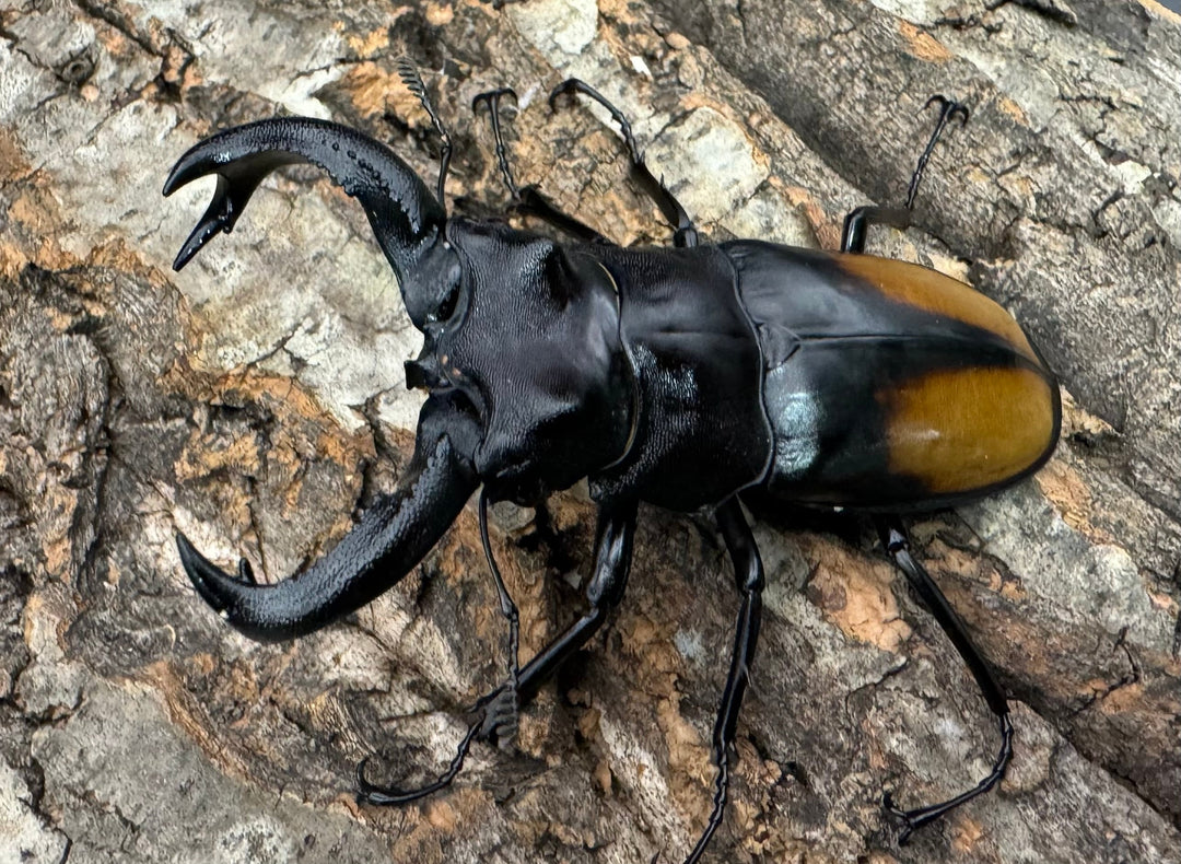 【WD】《セアカフタマタ 80mm ペア》