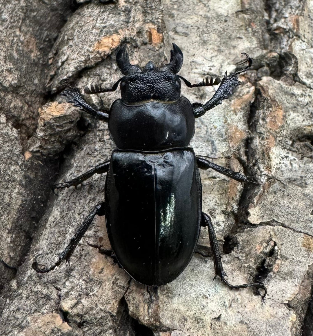 【WD】《パリーミヤマクワガタ 40mm ペア》