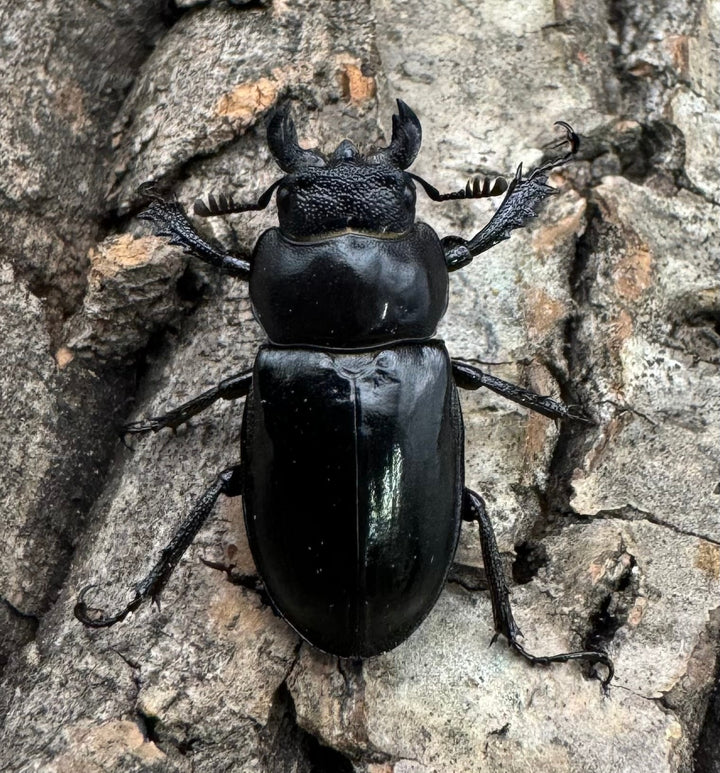 【WD】《パリーミヤマクワガタ 40mm ペア》