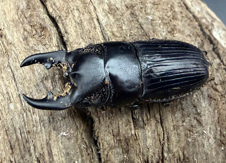 【WD】《アクミナートゥスネブト 33mm ペア》