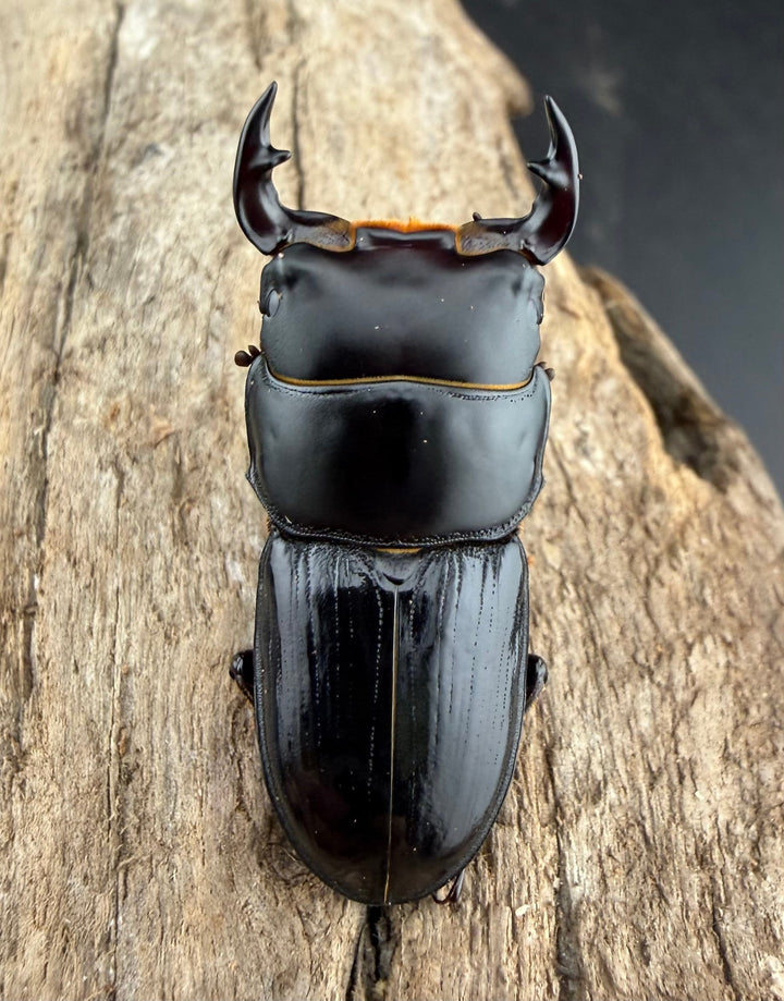 《スキットオオクワガタ 34mm ペア》