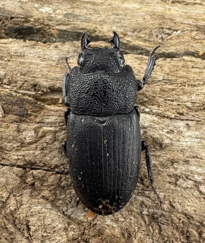 【WD】レア種《ミンダナオネブト 31mm A'品ペア》