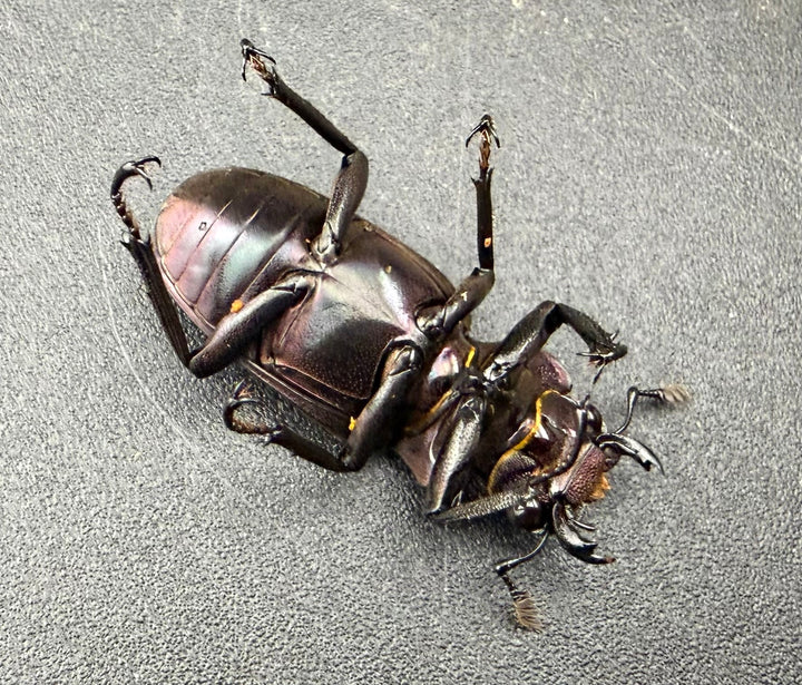 《メタリフェルホソアカ亜種finae 65mm ペア》