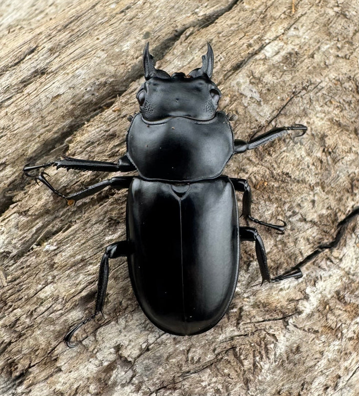 【WD】《ウエストウッディ亜種カズミアエ 雲南省産 61mm ペア》